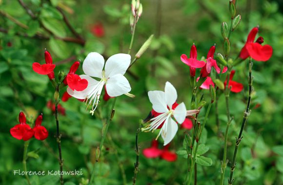 Florence Kotowski - Summer 2016 - Oenothera lindheimeri & Pink sage